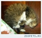 кошка