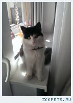 кошка