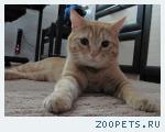 Котик