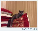Кот британской породы.