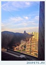 Кошка