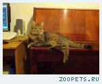 Кот Тимофей (1,5 года)