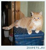 ТРЕХЛАПЫЙ РЫЖИЙ КОТ