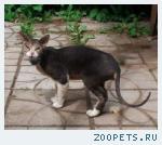Найден кот