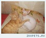кот донской сфинкс