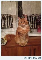 Кошка Зося