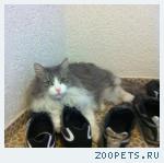 Кот, Сибирский