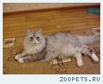 кот, метис