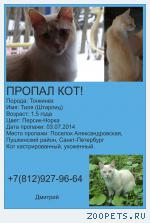 Кот, Тонкинез