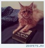 рыжая кошка, мейн-кун