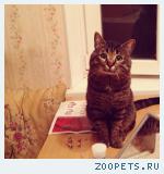 Пропал кот!!!!