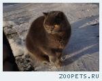 британский кот