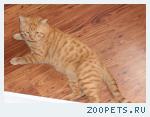 Кот рыжий