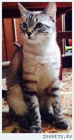 Кошка НиЯ