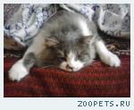 кот домашний