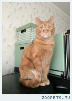 Кот, неизвестной породы