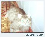 Пропал кот