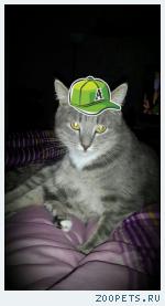 Кот Макс
