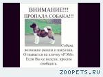 Хаски