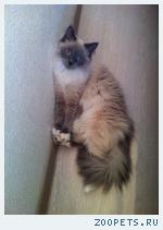 Кошка