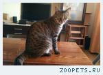 кот, метис