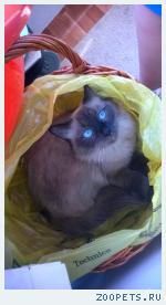 Кошка 