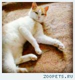 НАЙДЕНА кошка,белая с рыжим,~3 года