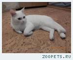 белый кот