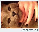 Кот Филя