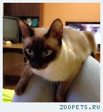 Сиамская кошка