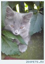 котенок