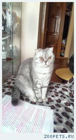 кошка