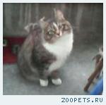 Пропал кот.