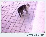 Видели кота