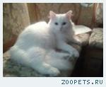 Белая кошка