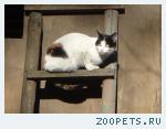 кошка