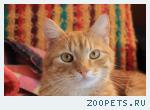 Рыжий кот