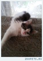 Кошка-котенок
