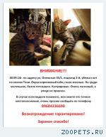 Кот, без породы