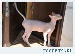 кот- сфинкс