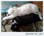 Кошка и котик