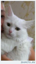Белый кот