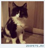 Кот,домашний без породы