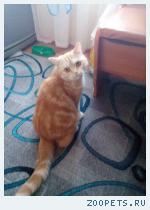 кот рыжий