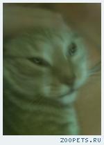 Кот Мистер  кэт