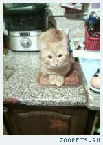 кот рыжка