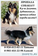 Пропал собака(шелти)