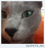 КОТ серого окраса