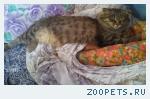 Кошка Кличка Маркиза
