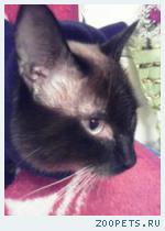 сиамский кот